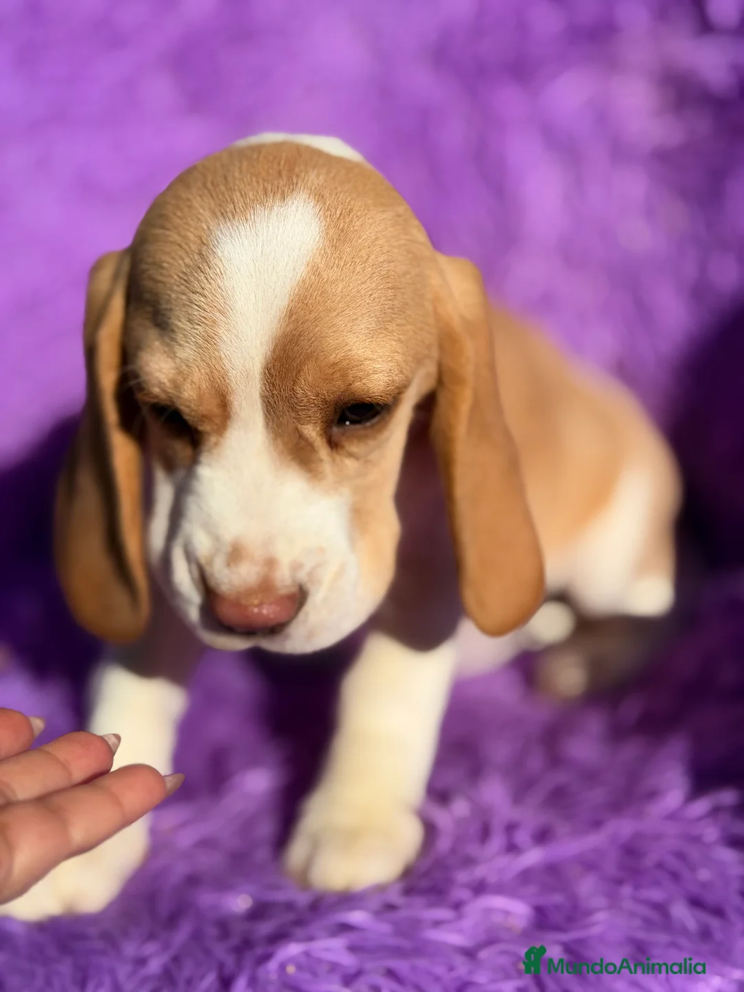 Beagle perros en venta: Beagle hembra limón   - Anuncio 7