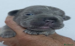 Bulldog Francés perros en venta: Bulldog Big rope guapisimos - Imagen 2