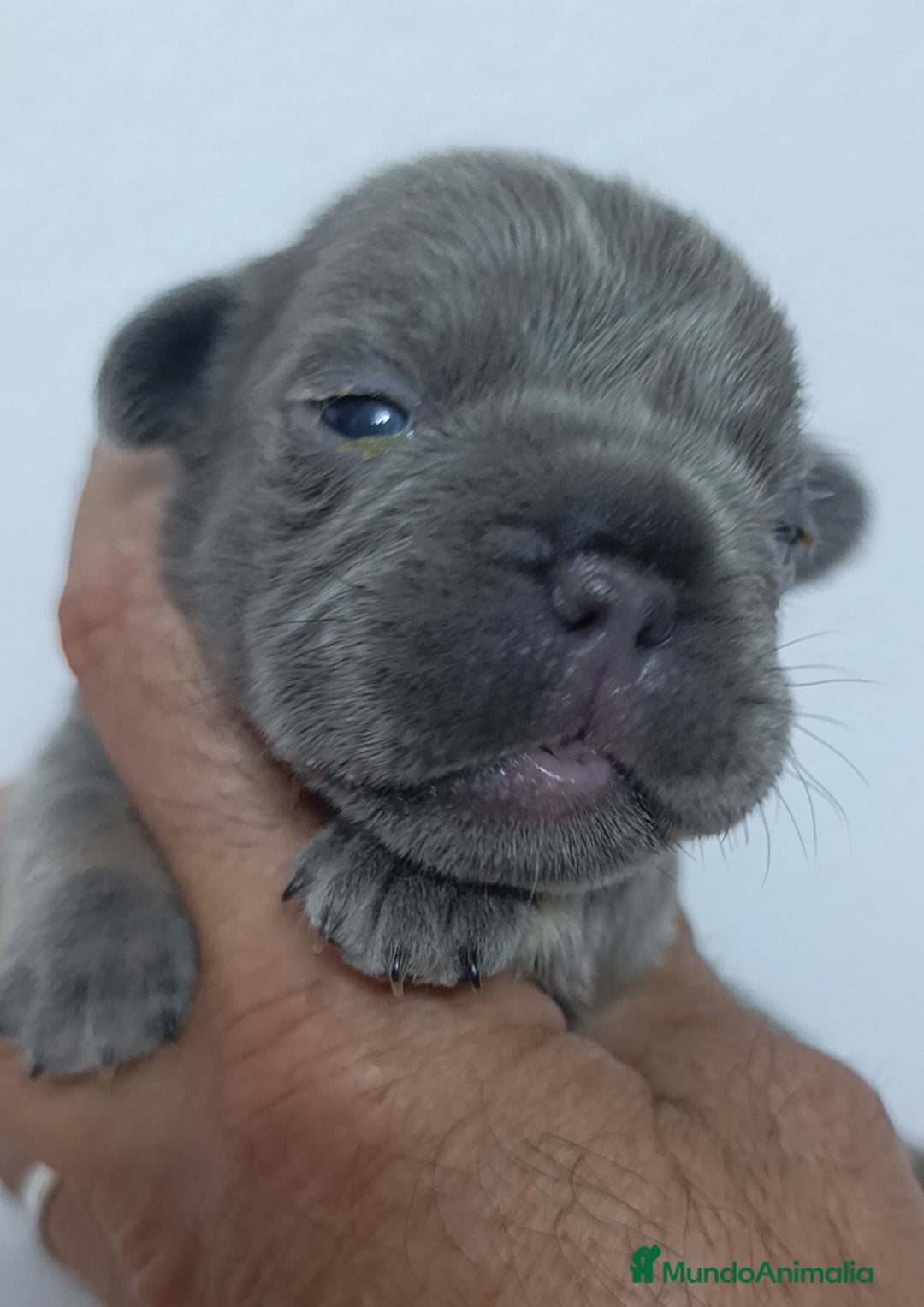 Bulldog Francés perros en venta: Bulldog Big rope guapisimos - Imagen 2