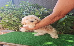 Maltipoo perros en venta: Maltipoo Toy apricot  - Imagen 7