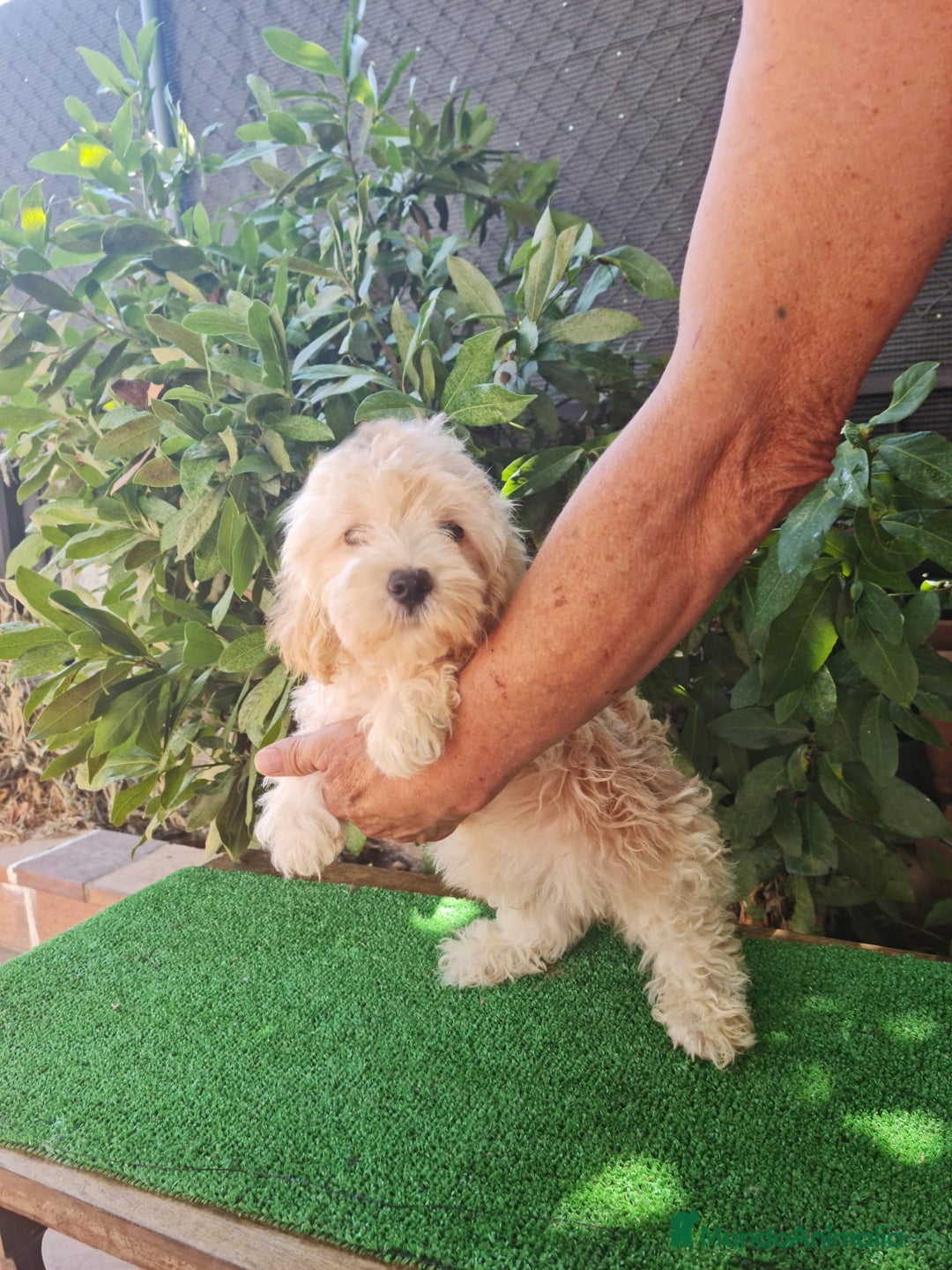 Maltipoo perros en venta: Maltipoo Toy apricot  - Imagen 7