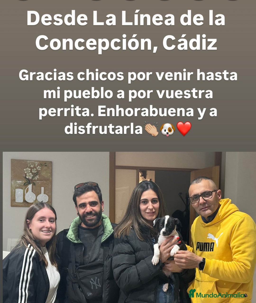 American Staffordshire-Terrier perros en venta: American Stanford, nueva Camada - Anuncio 21