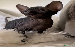 Sphynx gatos en venta: gato sphynx - Imagen 4