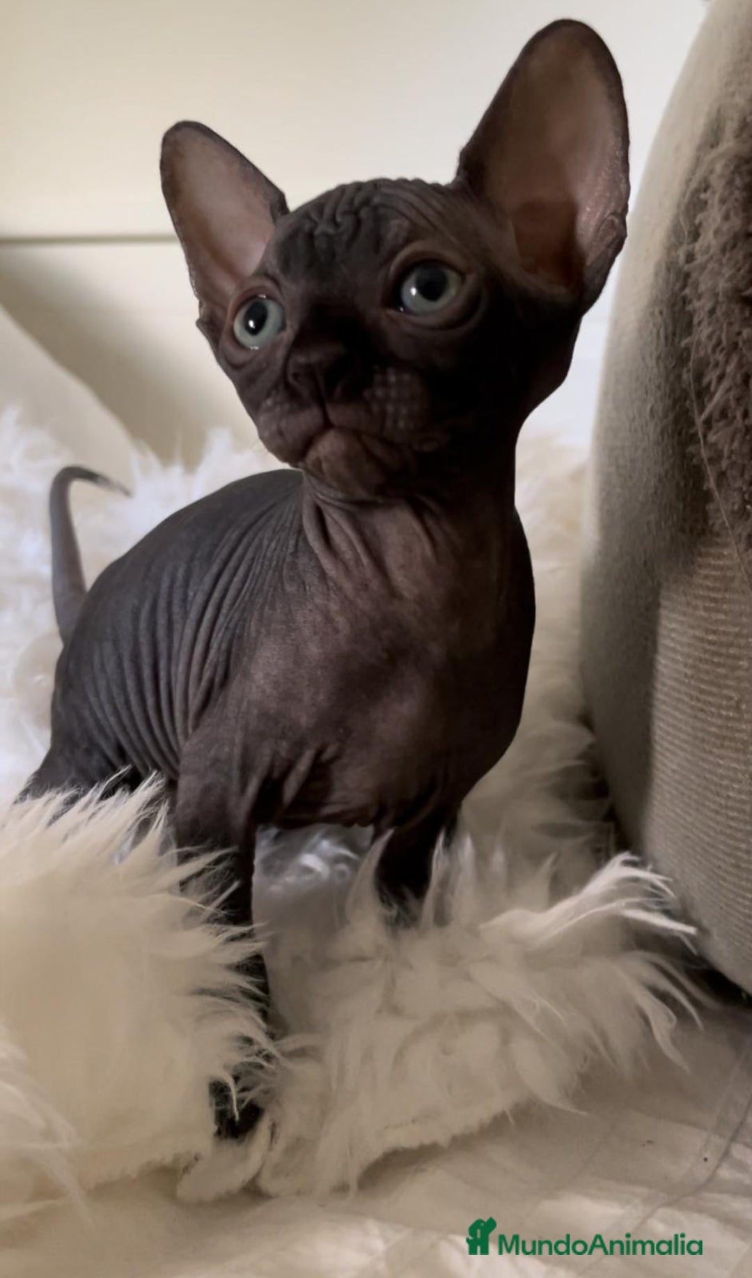 Sphynx gatos en venta: gato sphynx - Imagen 4