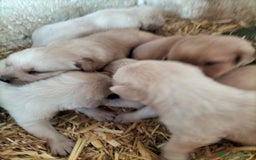Labrador Retriever perros en venta: Labrador retriever  - Imagen 1