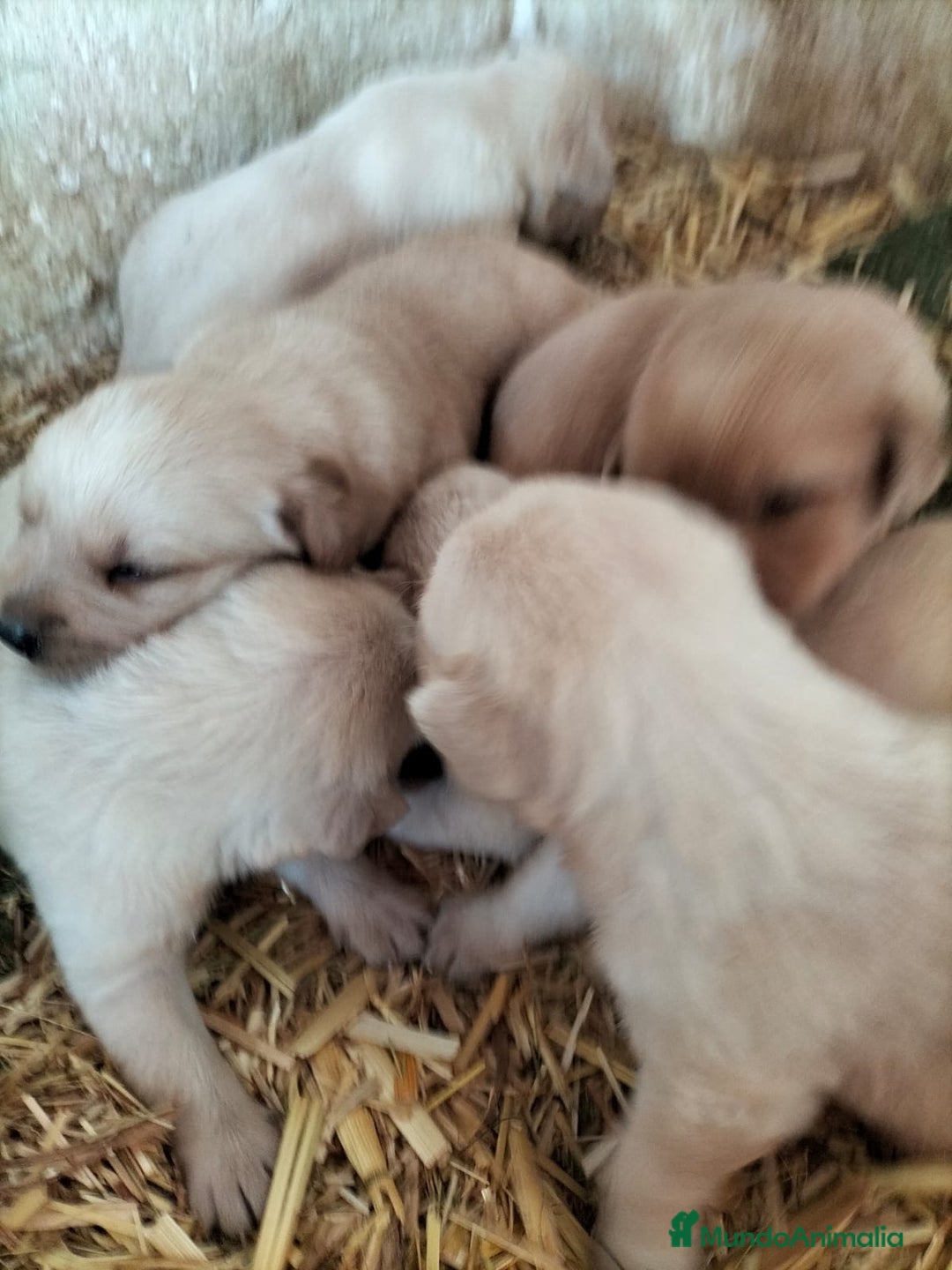 Labrador Retriever perros en venta: Labrador retriever  - Imagen 1