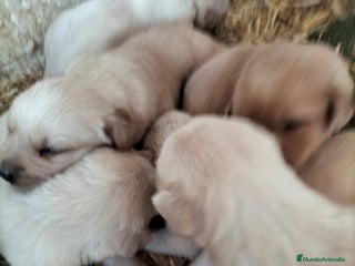 Labrador Retriever perros - Anuncio 5