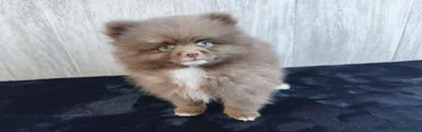 Pomerania 1