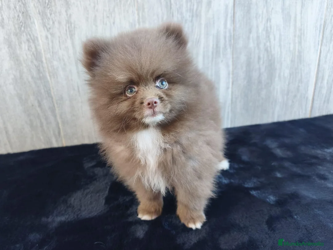 Pomerania perros en venta: POMERANIA CHOCOLATE MACHO - Anuncio 2