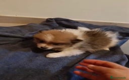 Pomerania perros en venta: Lulu pomerania toy - Imagen 3