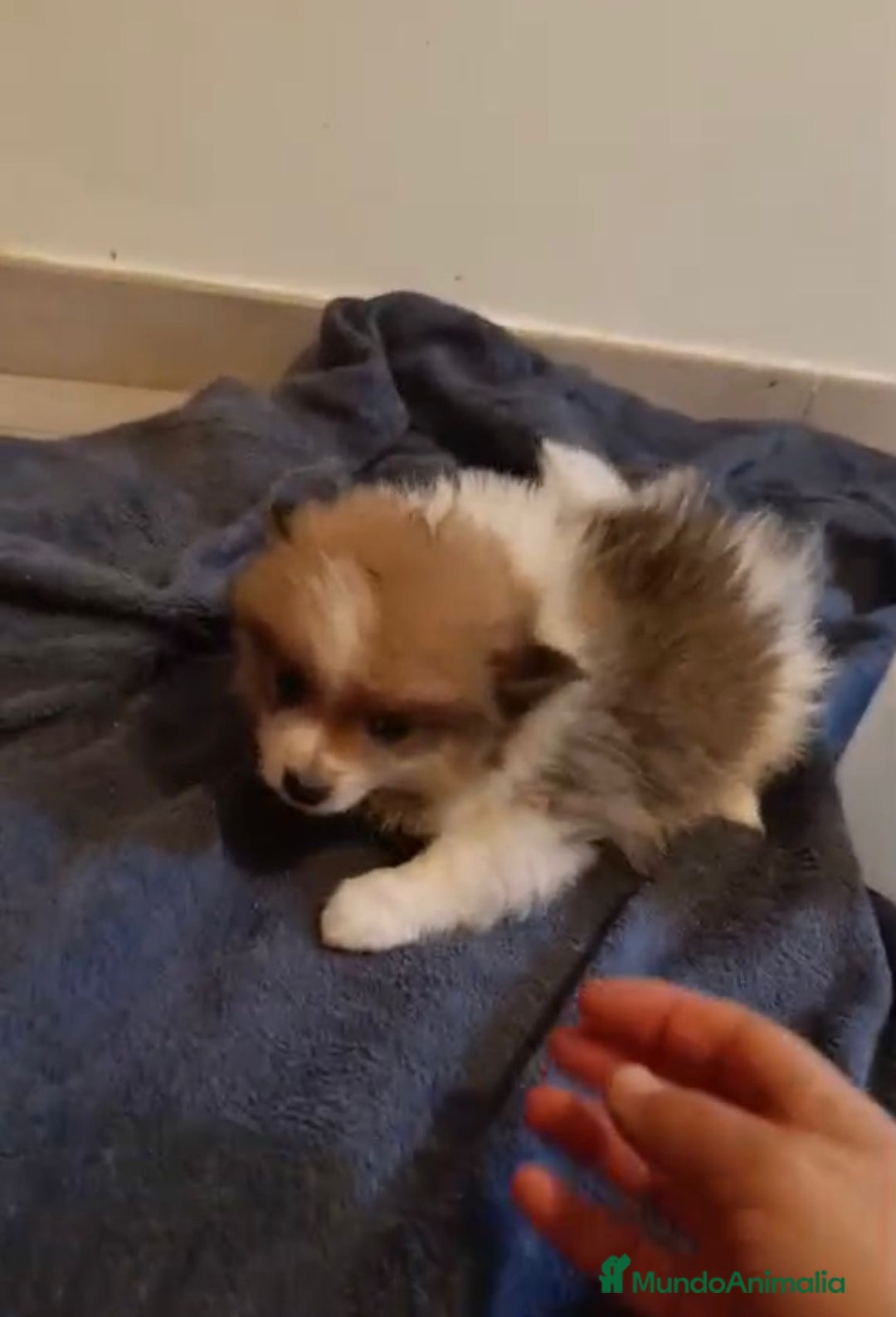 Pomerania perros en venta: Lulu pomerania toy - Imagen 3