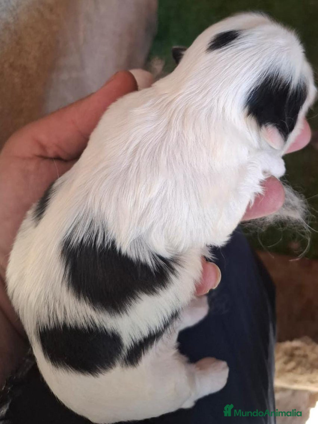 Shih Tzu perros en venta: Shitzu mini - Anuncio 5