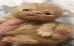 Persa gatos en venta: Persas himalayos y exoticos - Imagen 1