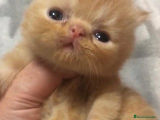 Persa gatos - Anuncio 1