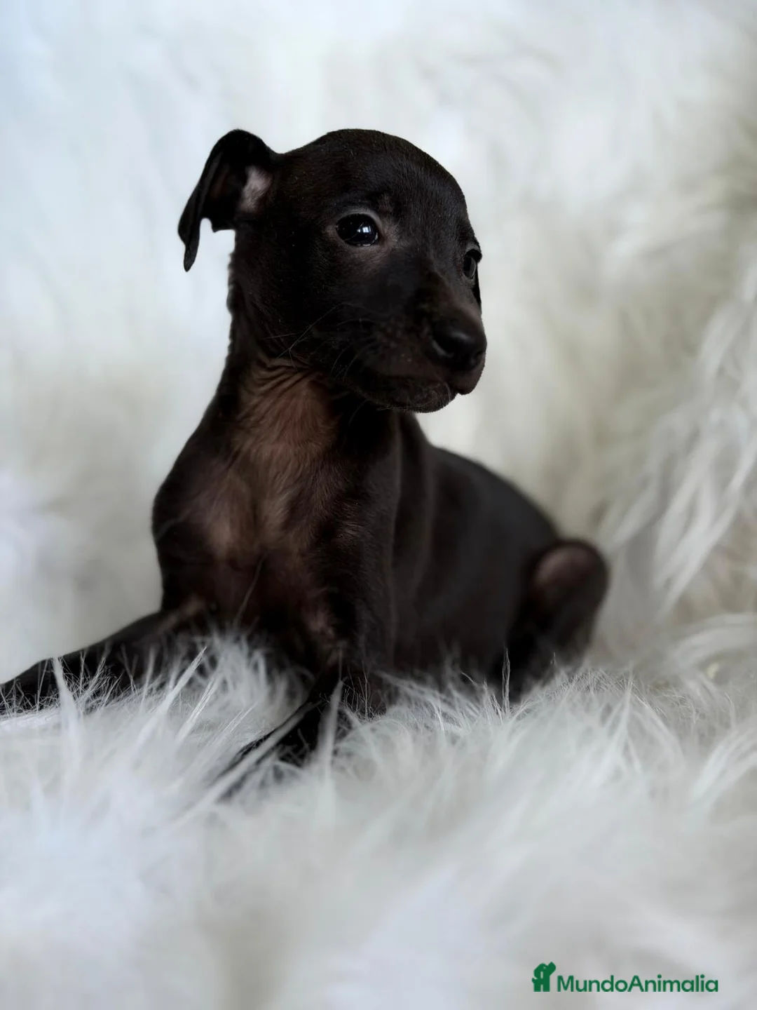 Pequeño Lebrel Italiano perros en venta: PEQUEÑO LEBREL (PICCOLO) NEGRITOS - Anuncio 5