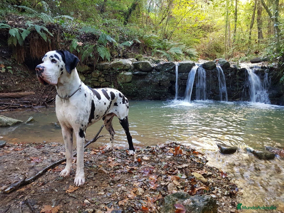 Dogo Alemán perros en venta: Preciosa camada de dogo alemán  - Imagen 9
