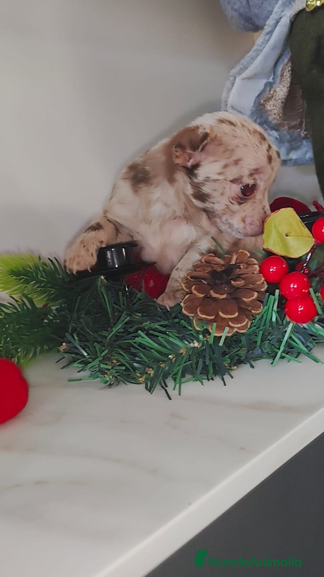 Chihuahua perros en venta: Hembra de chihuahua merle  - Anuncio 2