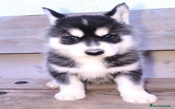 Husky Siberiano perros en venta: cachorros de husky siberiano - Imagen 25