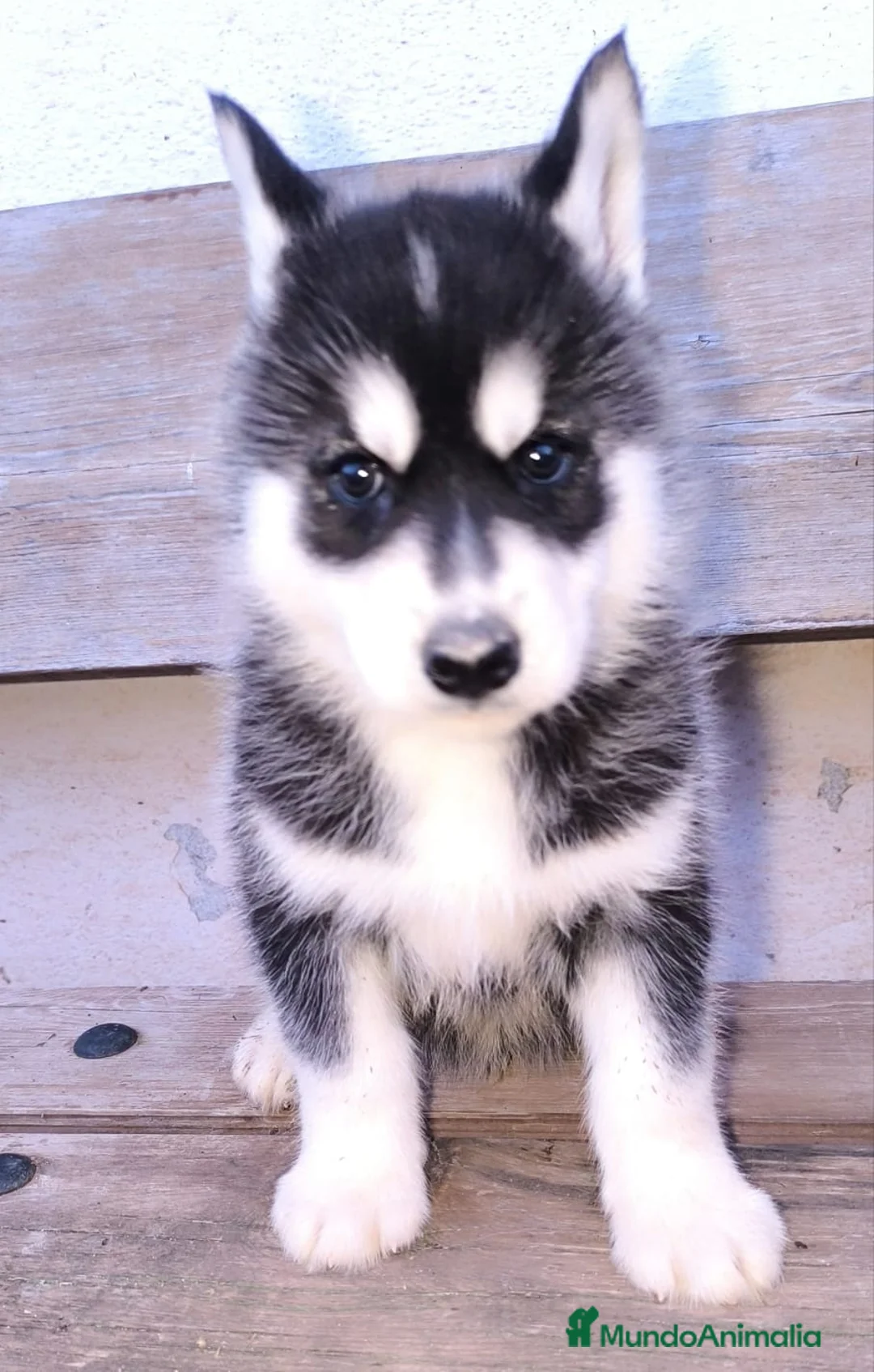 Husky Siberiano perros en venta: cachorros de husky siberiano - Anuncio 25