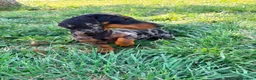 Teckel Miniatura perros en venta: Teckel miniatura  - Anuncio 15