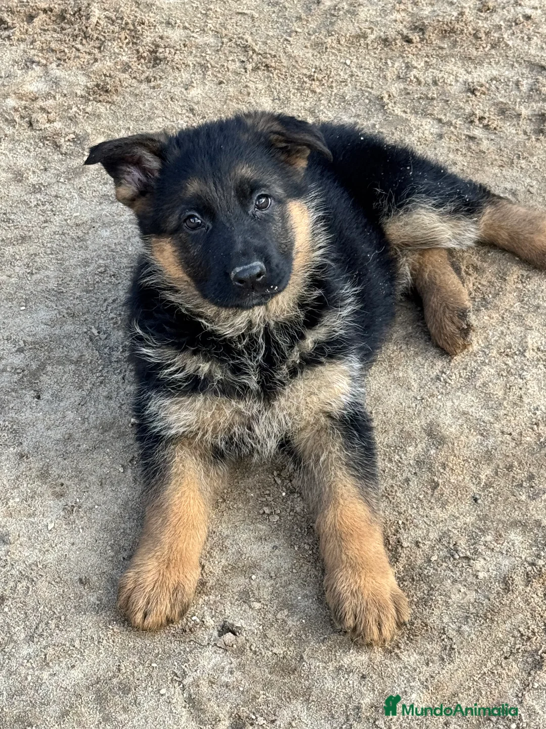 Pastor Alemán perros en venta: CACHORROS DE PASTOR ALEMAN - Anuncio 3