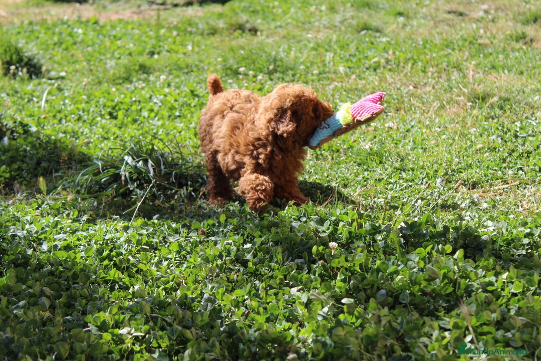 Caniche Enano perros en venta: Caniche enana roja  - Imagen 4