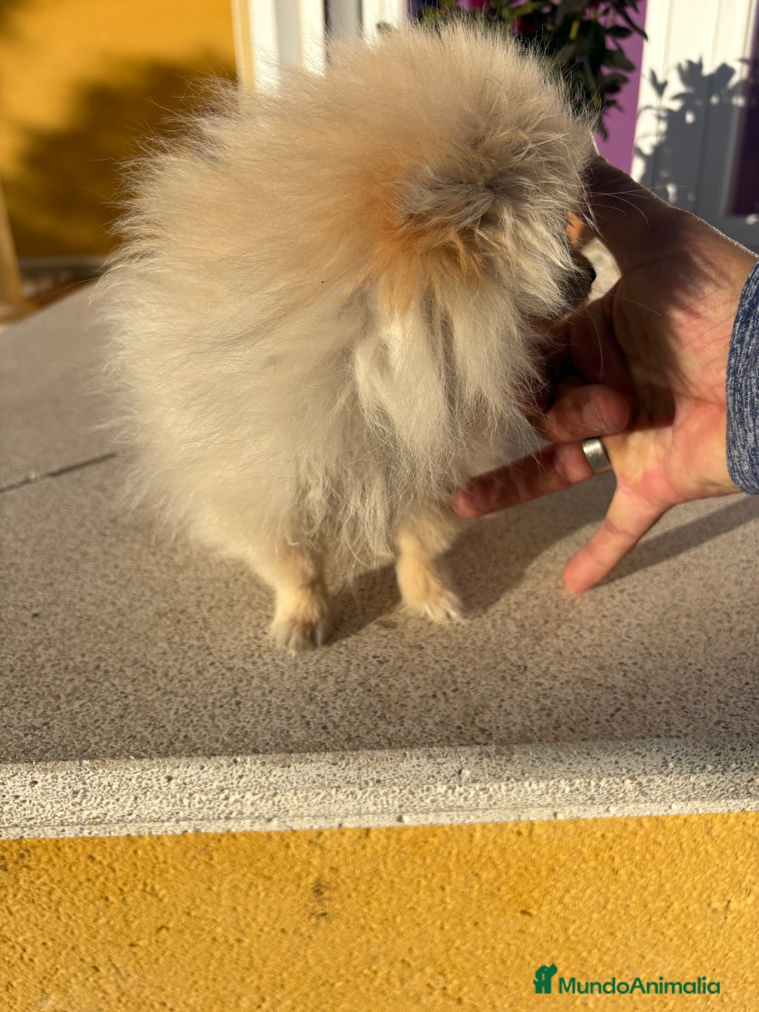 Pomerania perros en venta: Lulu Pomerania Micro Toy  - Anuncio 12