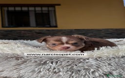 Chihuahua perros en venta: CHIHUAHUA PELO LARGO DISPONIBLE - Imagen 5