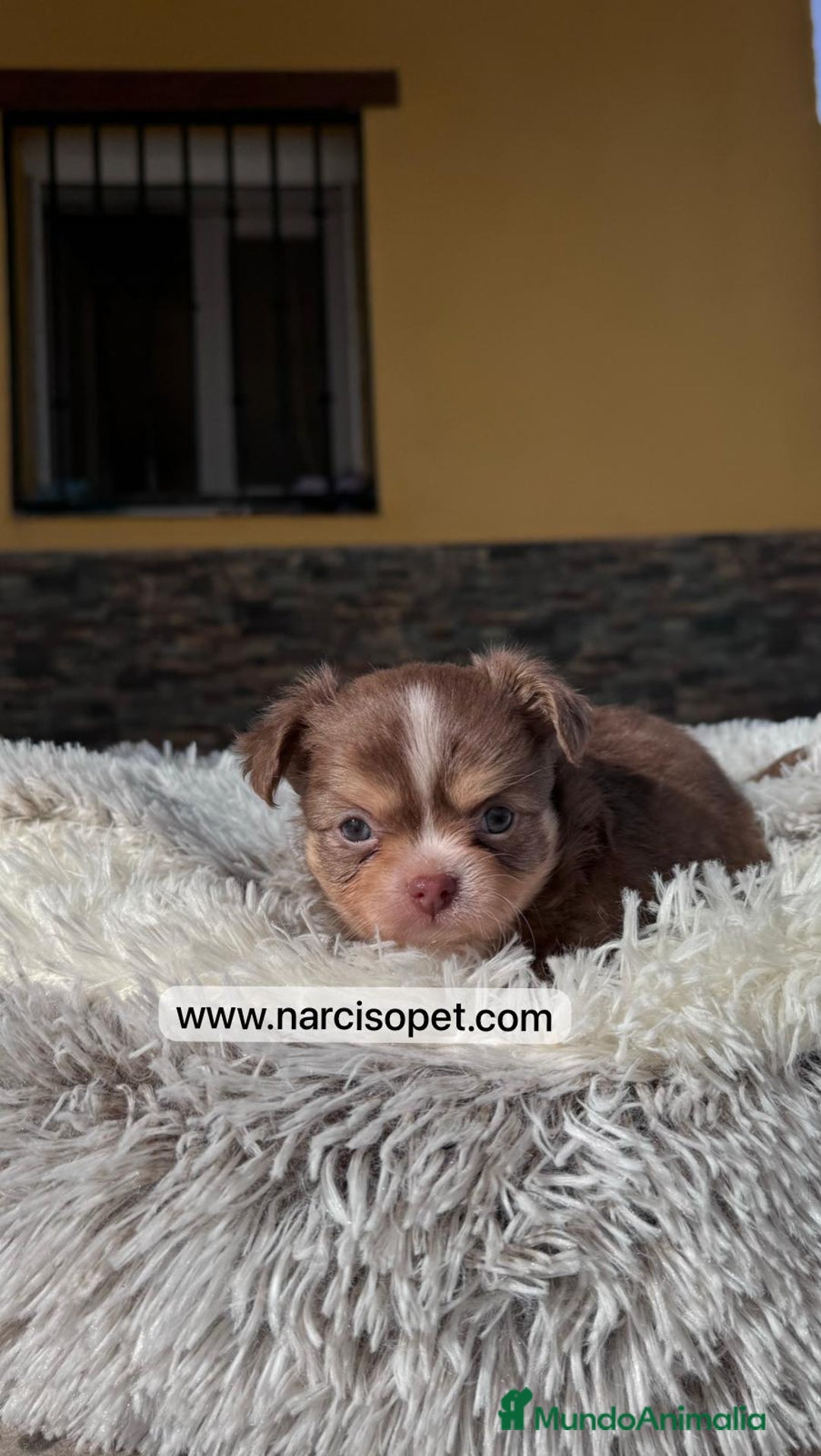 Chihuahua perros en venta: CHIHUAHUA PELO LARGO DISPONIBLE - Imagen 5