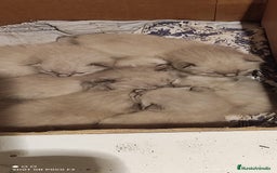 Siamés gatos en venta: Siames  - Imagen 10