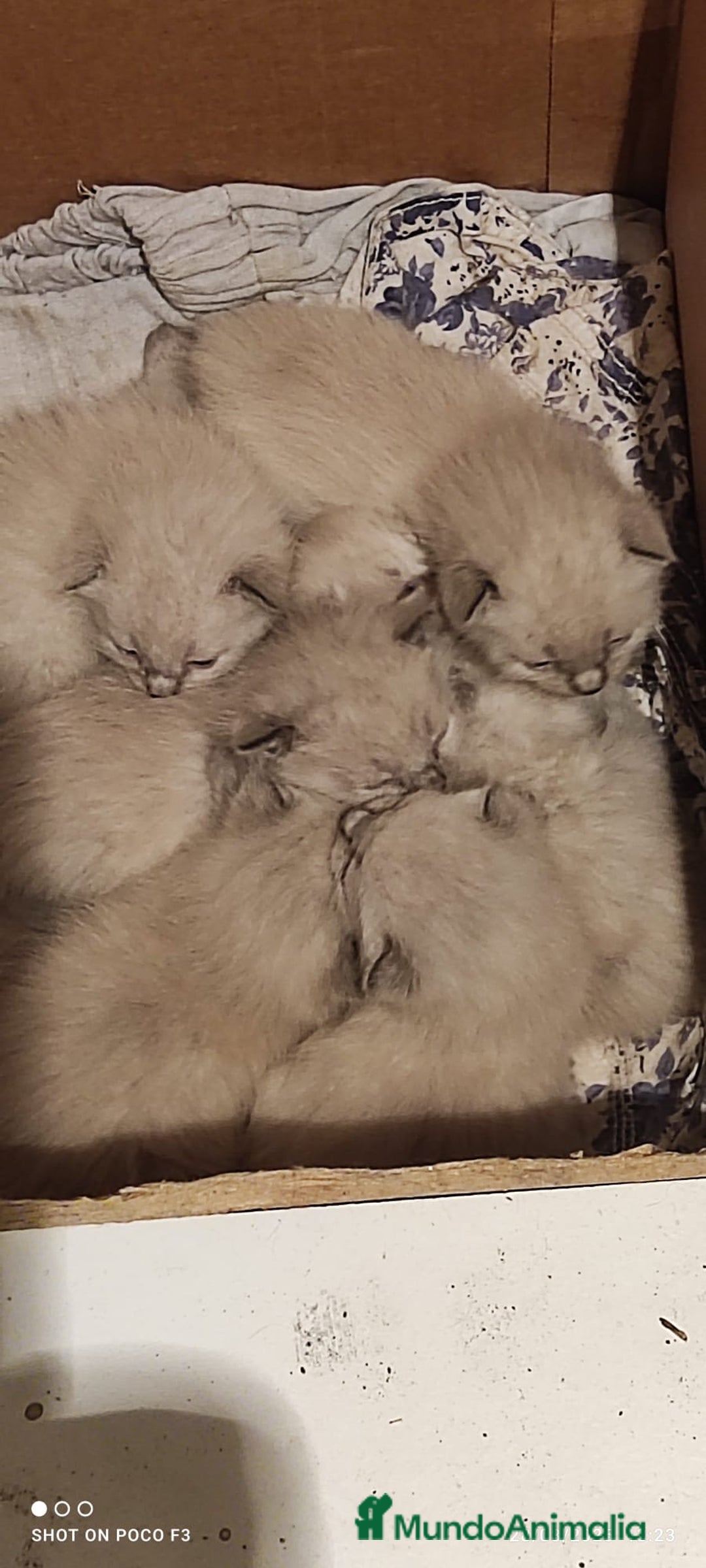 Siamés gatos en venta: Siames  - Imagen 10