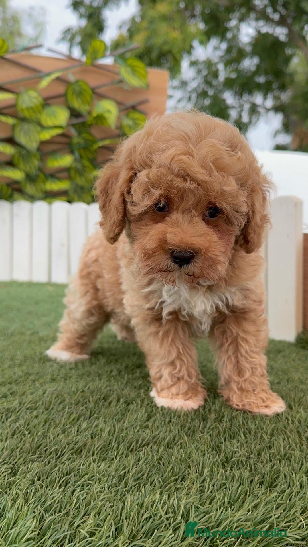 Caniche Toy perros en venta: CANICHE TOY MACHO  - Imagen 7