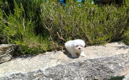 Bichón Maltés perros en venta: Bonita camada de bichón maltes - Imagen 1