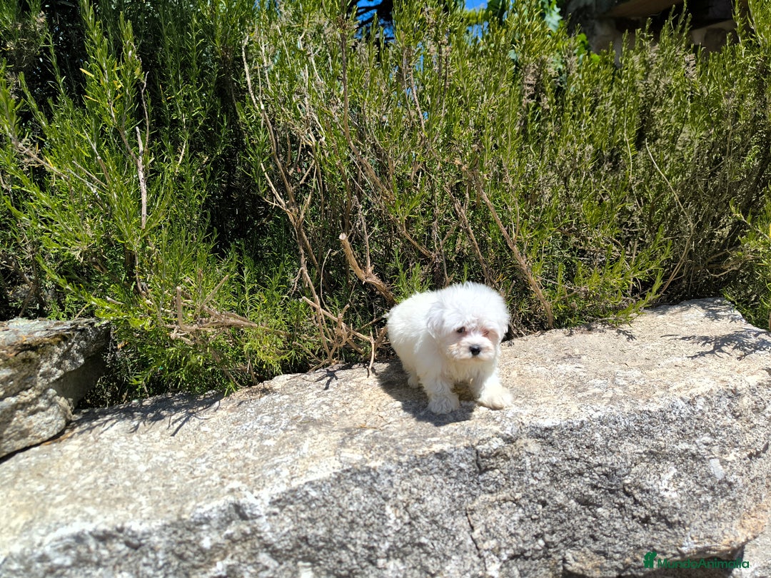Bichón Maltés perros en venta: Bonita camada de bichón maltes - Imagen 1