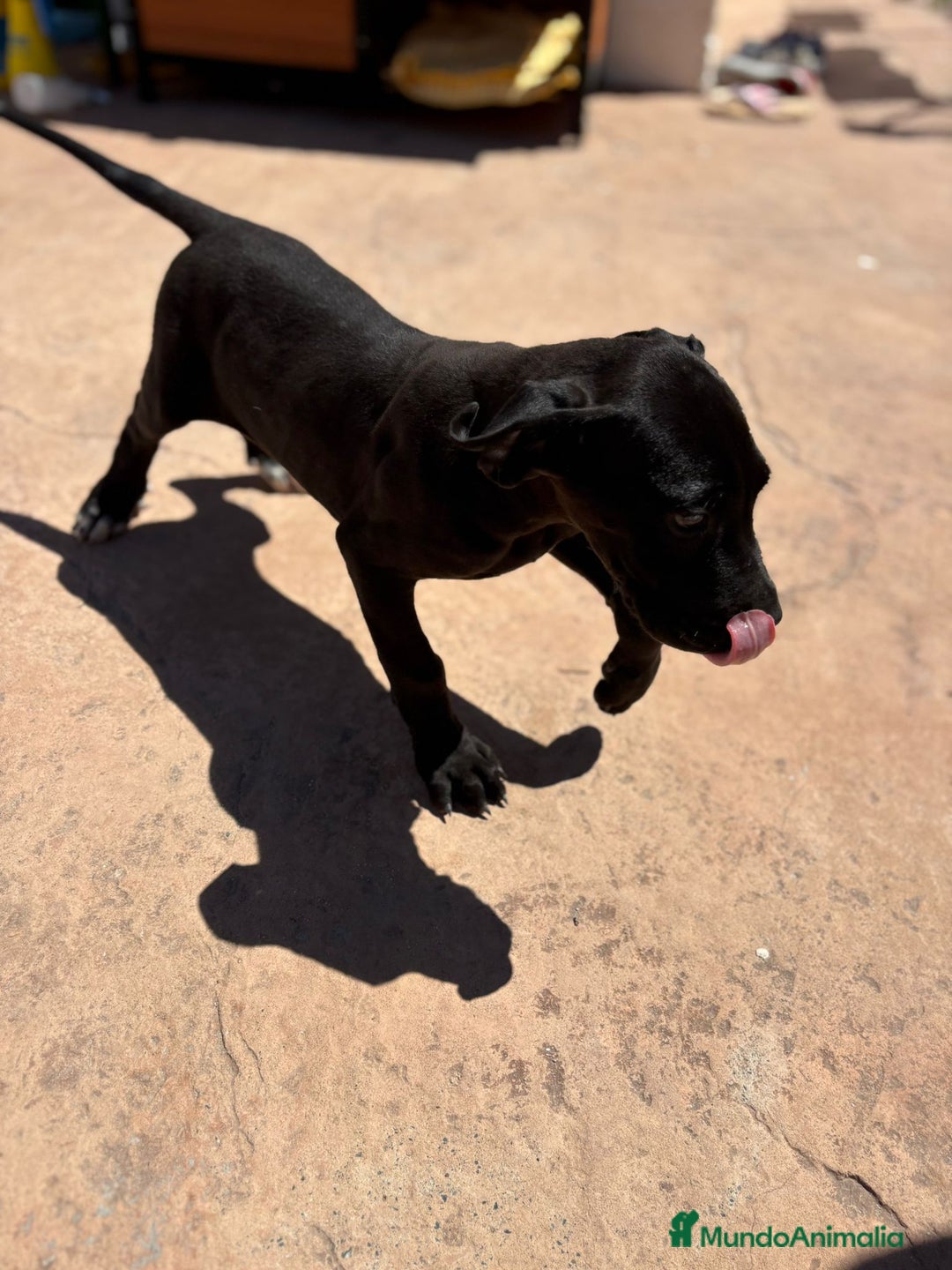 Dogo Alemán perros en venta: OPORTUNIDAD GRAN DANES HEMBRA - Imagen 7
