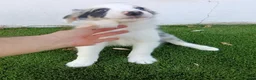 Border Collie perros en venta: Hembritas de Border Collie Merle Ojos Azules - Anuncio 1