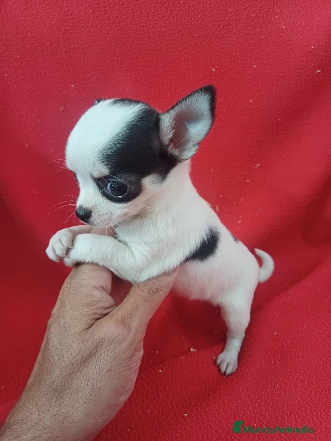Chihuahua perros en venta: Chihuahua  - Anuncio 2