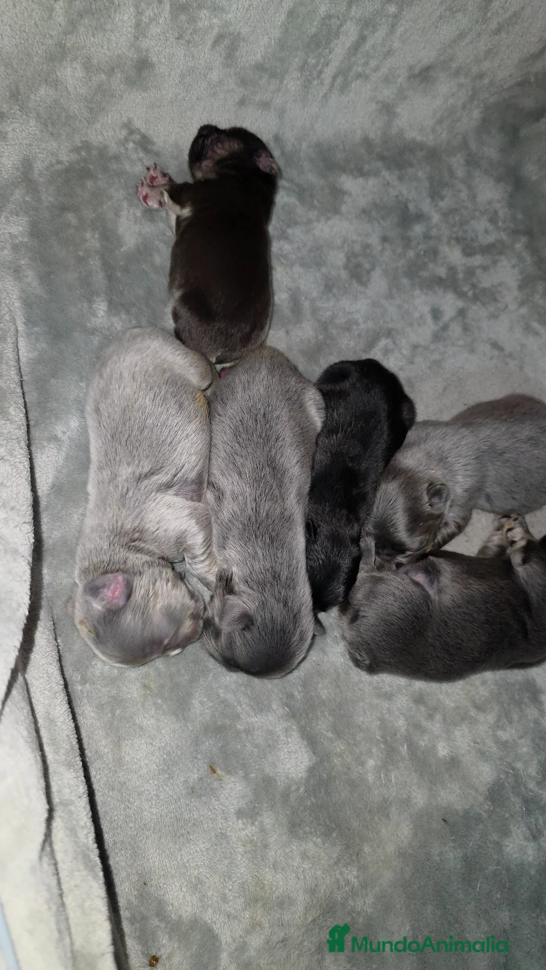 Bulldog Francés perros en venta: Fluffys y big rope - Anuncio 7