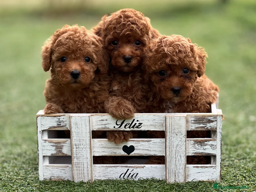 Caniche Toy perros en venta: PRECIOSOS CANICHES TOYS ROJO INTENSO - Anuncio 1