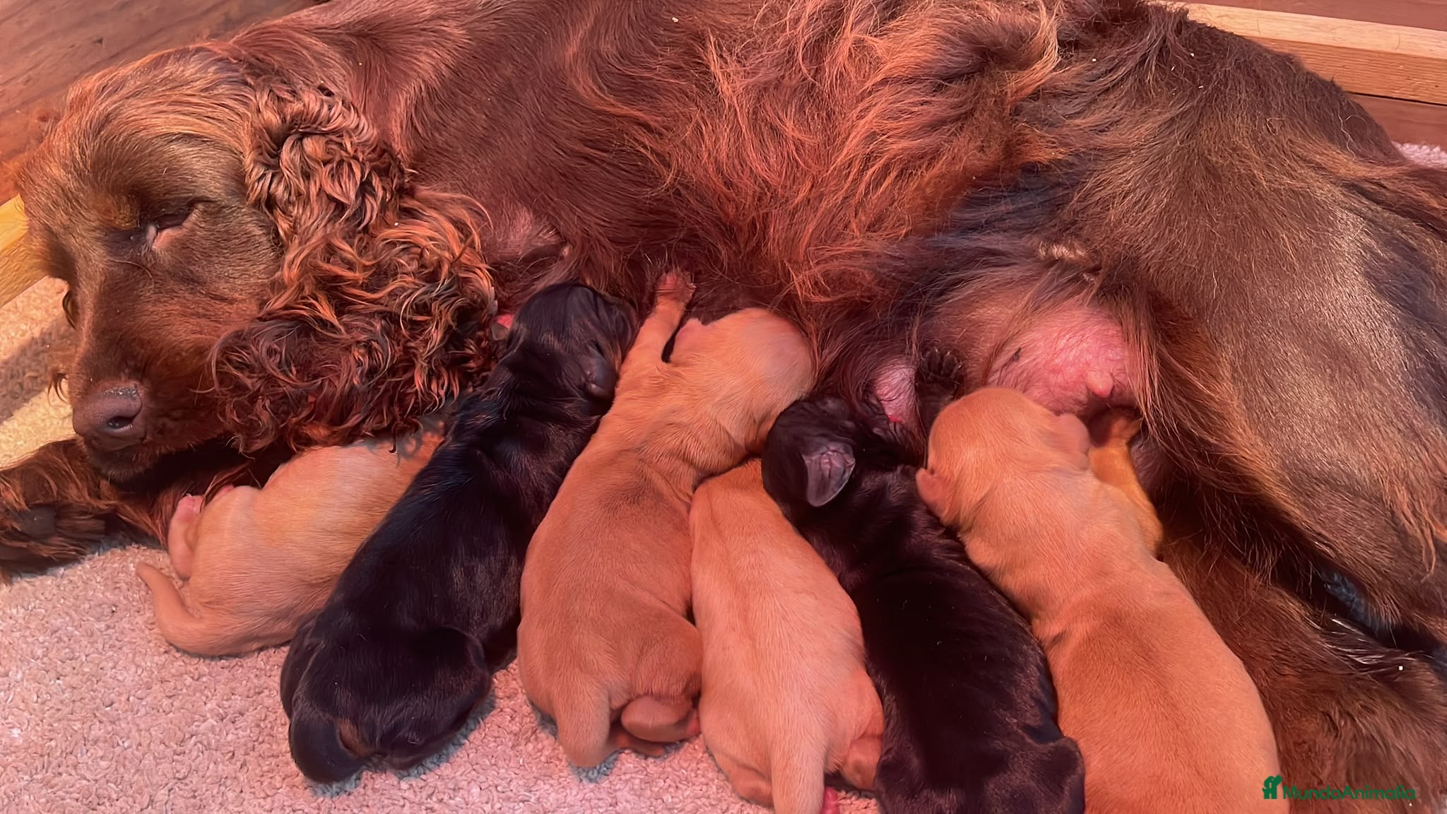 Cocker Spaniel Inglés perros Preciosa cachorra cocker negra  - Anuncio 1