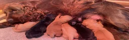 Cocker Spaniel Inglés perros en venta: Preciosa cachorra cocker negra  - Anuncio 1