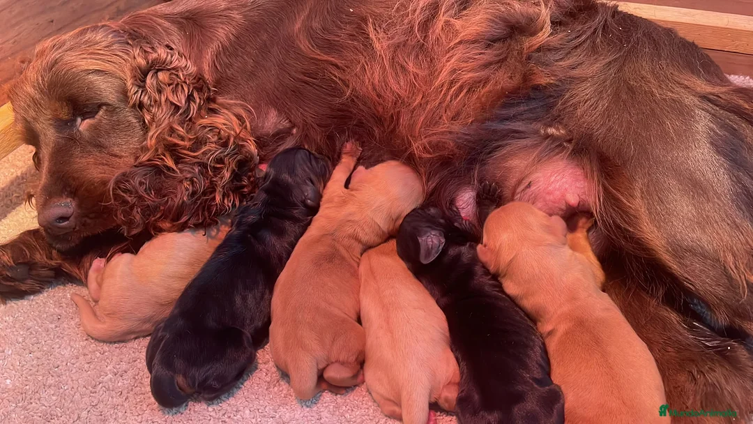 Cocker Spaniel Inglés perros en venta: Preciosa cachorra cocker negra  - Anuncio 1