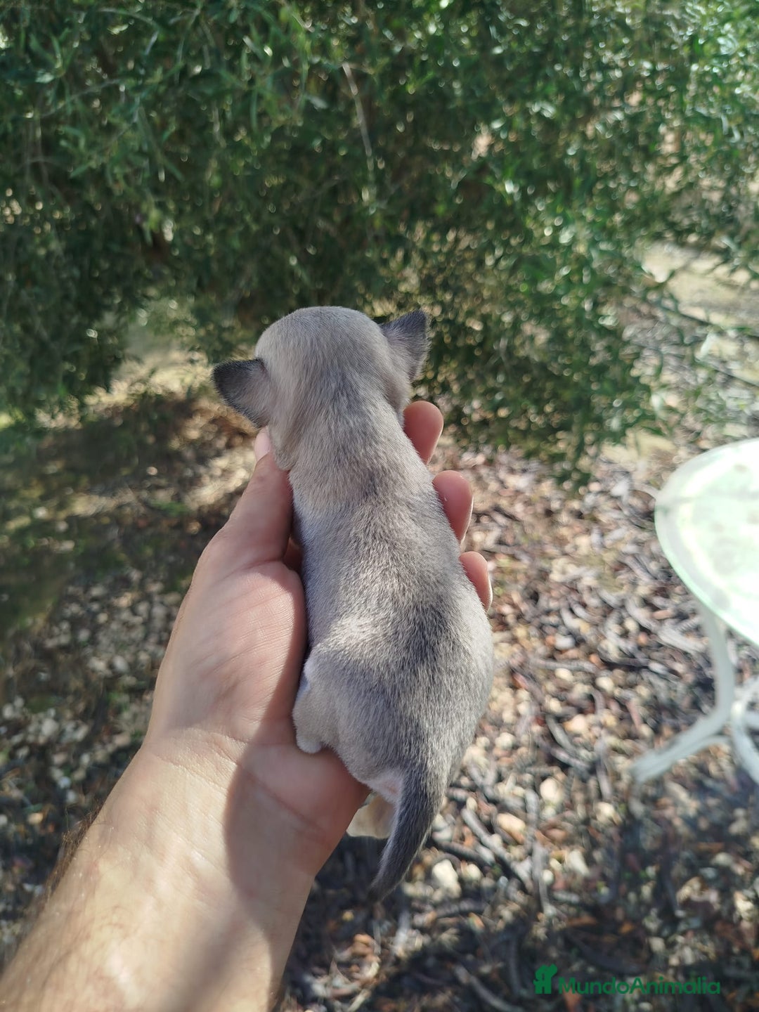 Chihuahua perros en venta: Camada de chihuahua  - Anuncio 3