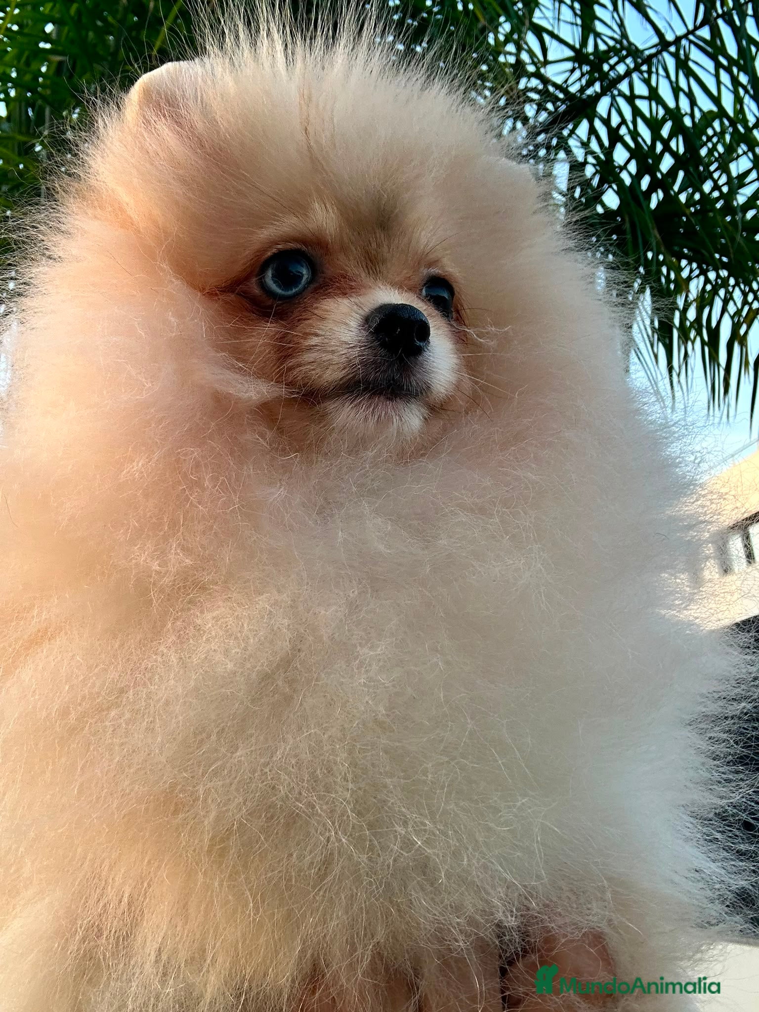 Pomerania perros Pomerania Toy hembra  - Anuncio 3