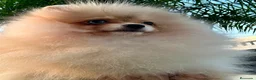 Pomerania perros en venta: Pomerania Toy hembra  - Anuncio 1