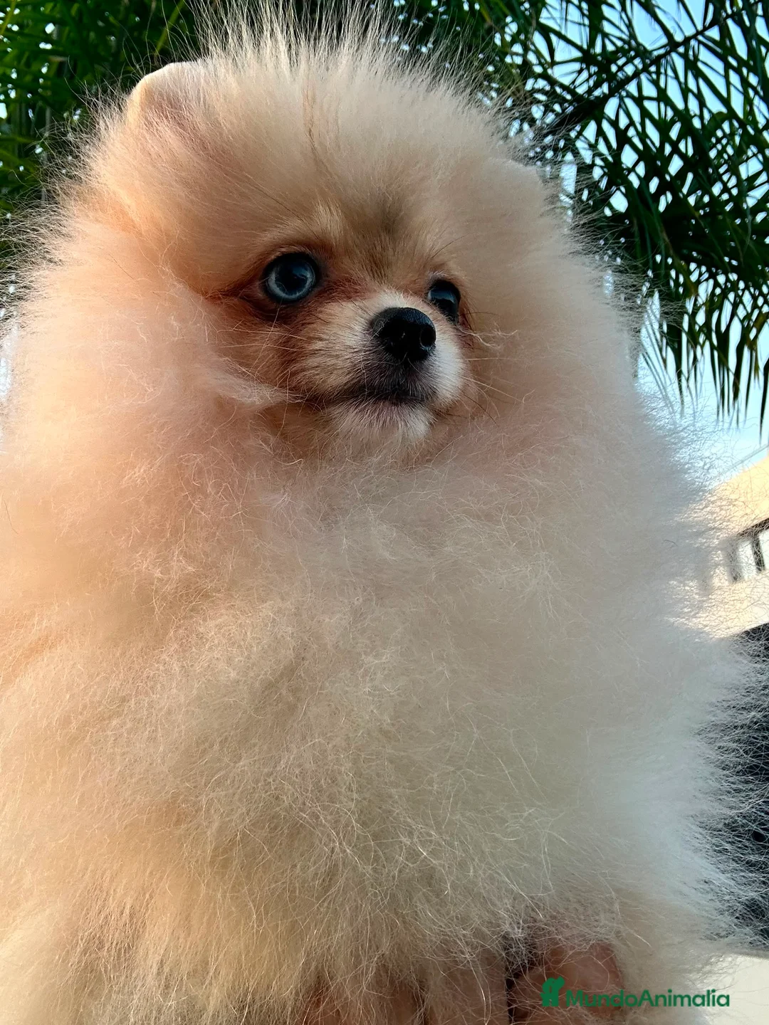 Pomerania perros en venta: Pomerania Toy hembra  - Anuncio 1