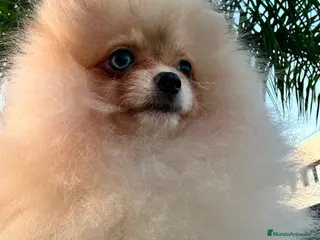 Pomerania perros Pomerania Toy hembra - Anuncio 26