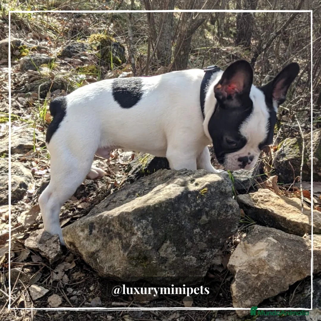 Bulldog Francés perros en venta: Camada de Bulldog Francés en Madrid - Anuncio 2