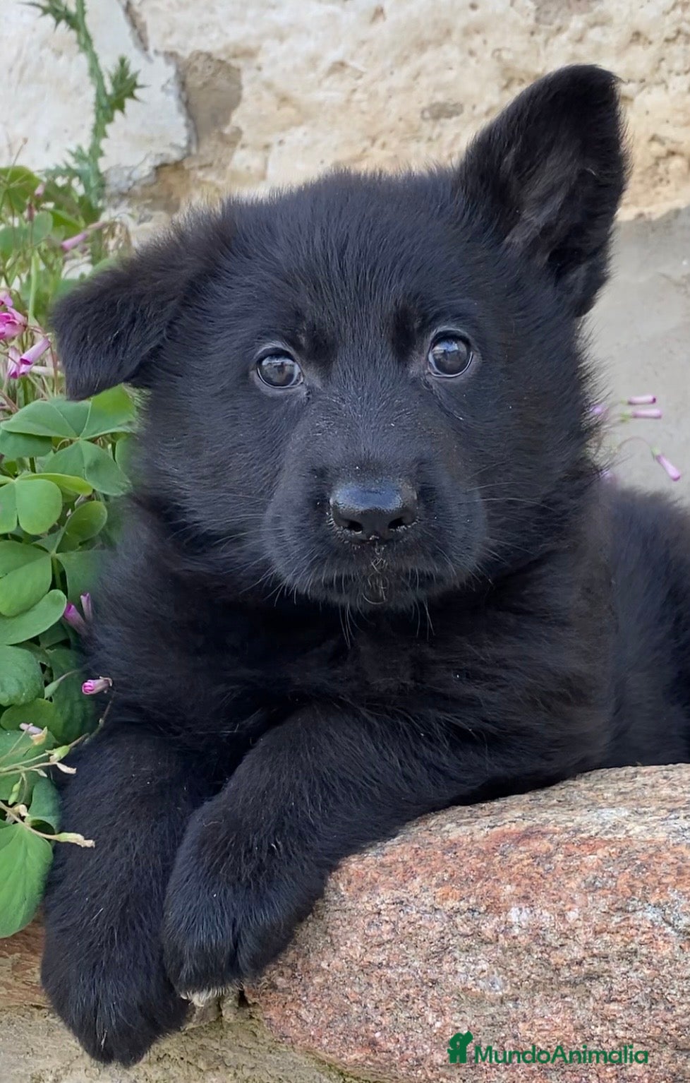 Pastor Alemán perros Cachorros pastor alemán Negro Sólido Negro Fuego  - Anuncio 20