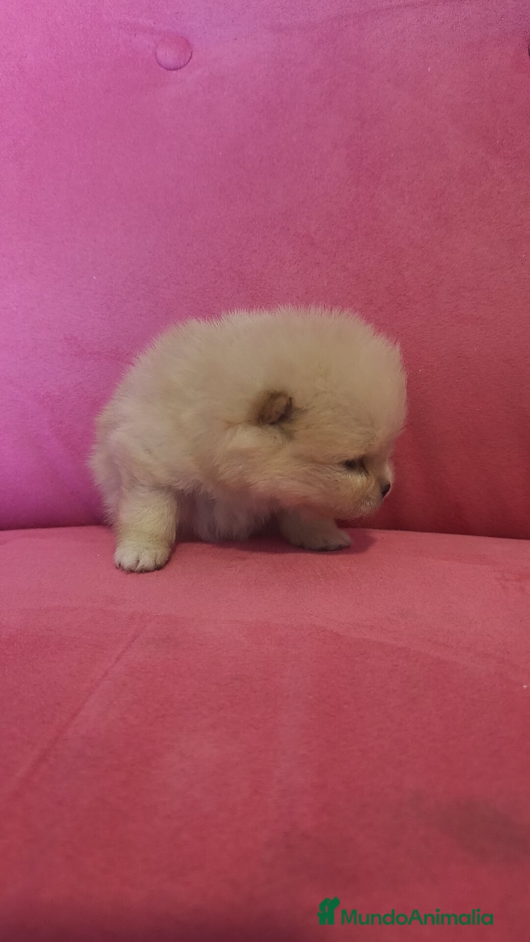 Pomerania perros en venta: Lulú Pomerania hembra y macho  - Anuncio 5